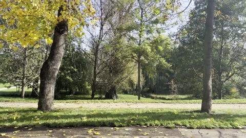 Autumn leaf fall. 4K background video clip. 4k stock footage. Stock Footage 219348044