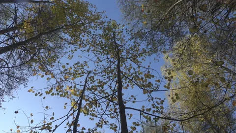 Autumn leaf fall after frost in process. Video stock 120089953