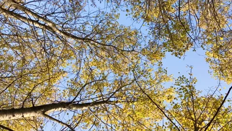 Autumn leaf fall against the blue sky, vertical video Stock Footage 141136116