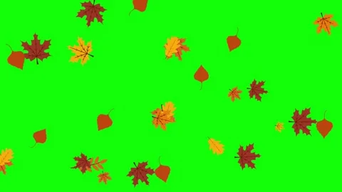 Autumn Leaf fall animation. Maple leaves Stock Footage 255276548