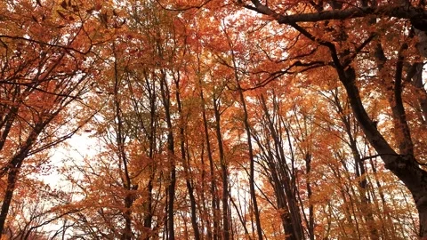 Autumn leaf fall in the beech forest Stock Footage 203132575