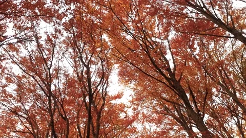 Autumn leaf fall in the beech forest. Video stock 212086961