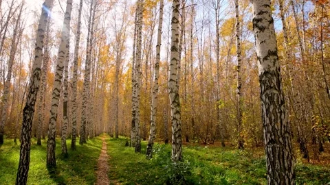 Autumn leaf fall in a birch forest, park. Stock Footage 265874336