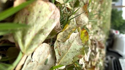 Autumn leaf fall close-up. vertical video 库存影片 248644445