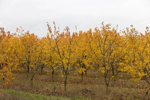 Autumn leaf fall, cloudy weather in the orchard with cherries before winter,  Stock Photos