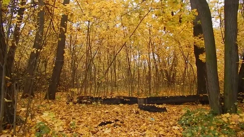 Autumn leaf fall day in the nature reserve in the forest Stock Footage 69196258