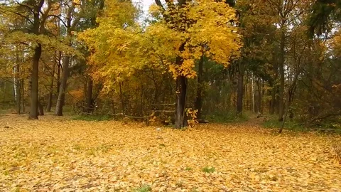 Autumn leaf fall day in the nature reserve in the forest Stock Footage 69202104