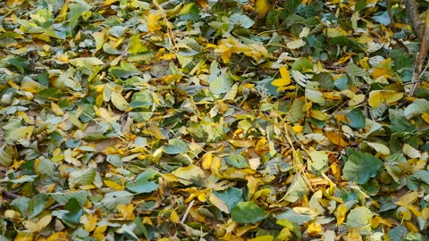 Autumn leaf fall, fallen variegated dry leaves covered with a thick layer of ear Stock Footage 254358212