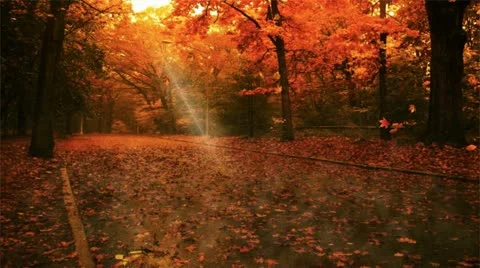 Autumn leaf fall Stock Footage