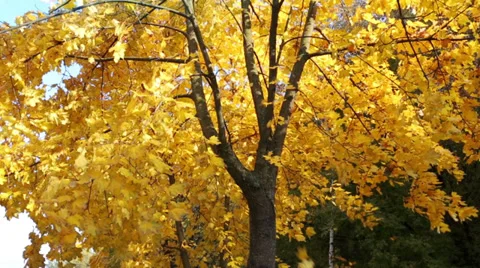 Autumn leaf fall Stock Footage 33418236