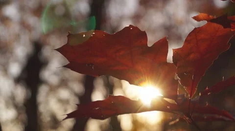 Autumn, leaf fall 動画素材 43832859