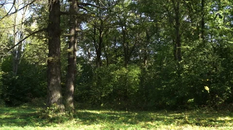 Autumn leaf fall 動画素材 55646600