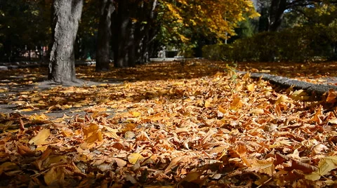 Autumn leaf fall 動画素材 68938324