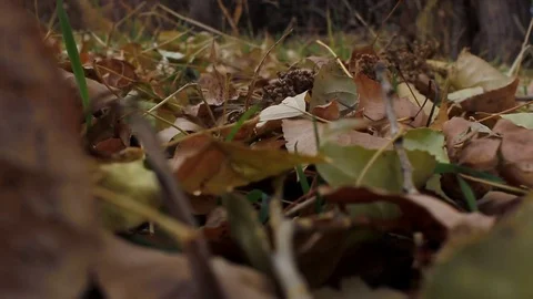 Autumn leaf fall Stock Footage 81464234