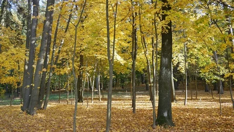 Autumn leaf fall. Vídeo Stock 117097914