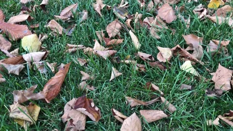 Autumn leaf fall Video stock 144561677