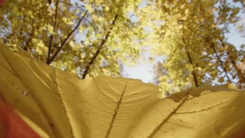 Autumn leaf fall Video stock 162768273