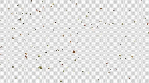 Autumn Leaf Fall. Stock Footage 237165778