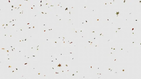 Autumn Leaf Fall. Video stock 237448605
