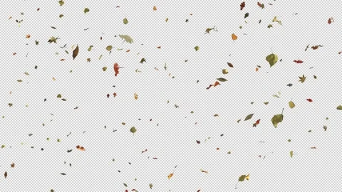 Autumn Leaf Fall. Stock Footage 254974378