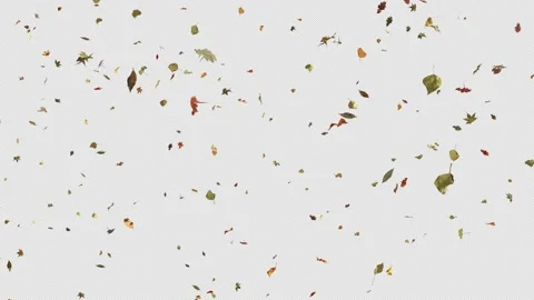 Autumn Leaf Fall. Stock Footage 255297458