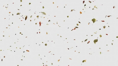 Autumn Leaf Fall. Stock Footage 255298996