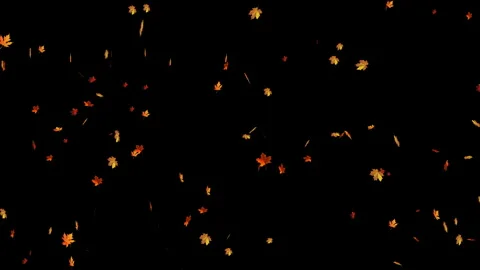Autumn leaf fall Stock Footage 284485208