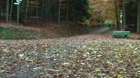Autumn. Leaf fall in the forest. Crossroad of a forest road. Video stock 98467055