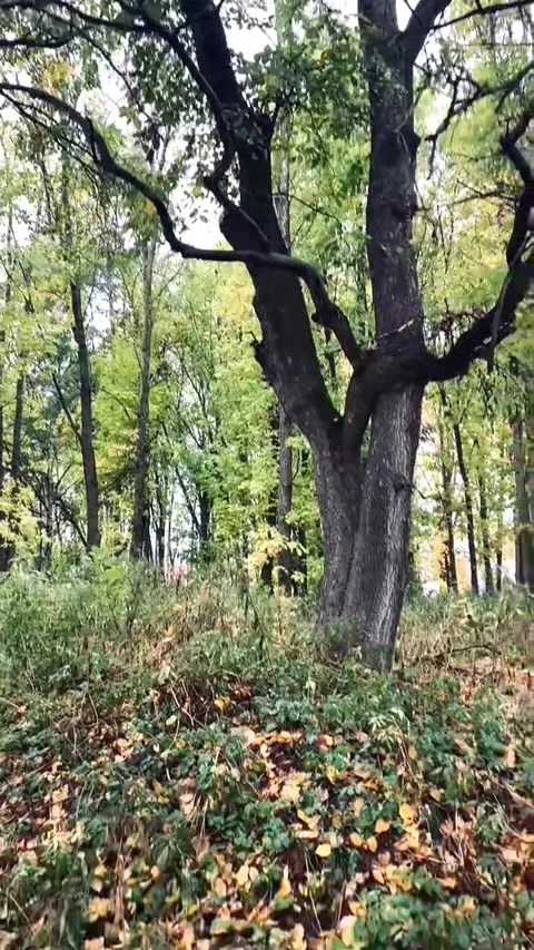 Autumn leaf fall in the forest Stock Footage 287821076