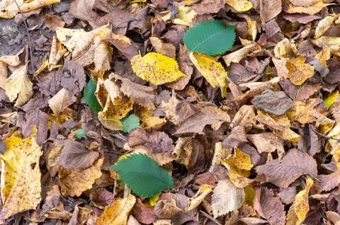 Autumn leaf fall in the forest with the most beautiful color Stock Photos