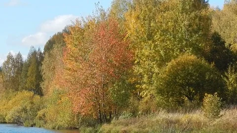 Autumn leaf fall on the lake Stock Footage 81254034