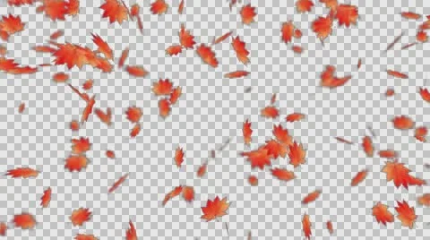 Autumn Leaf Fall (large leaves) Stock Footage 67548631