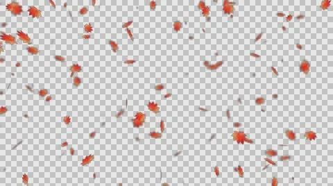 Autumn Leaf Fall (left direction) Stock Footage 67548776