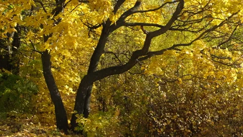 Autumn leaf fall of maple golden leaves in sunny weather Stock Footage 162312080