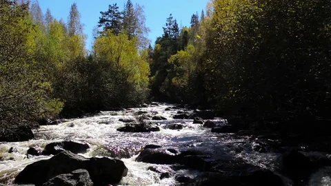 Autumn leaf fall on the mountain river Stock Footage 71786318