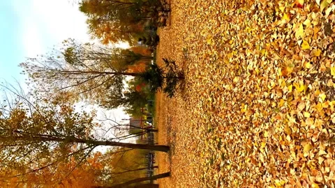 Autumn leaf fall from multicolor orange birch. beautiful alley of trees and colo Stock Footage 282580079