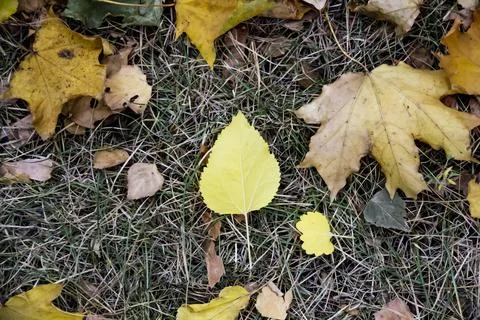 Autumn leaf fall in october. Fallen leaves in the park Stock Photos