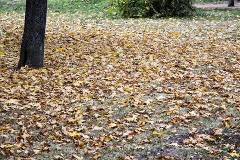 Autumn leaf fall in october. Fallen leaves in the park Stock Photos