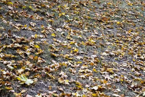 Autumn leaf fall in october. Fallen leaves in the park Foto stock