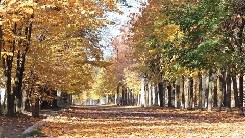 Autumn. Leaf fall in the park. Video stock 81826280