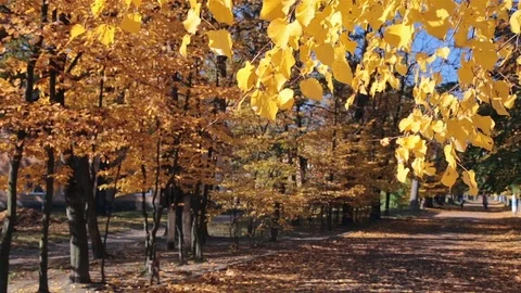 Autumn. Leaf fall in the park. Stock Footage 81834106