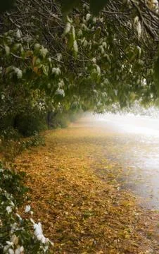 Autumn leaf fall in park. Stock Photos