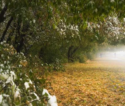 Autumn leaf fall in park. Stock Photos