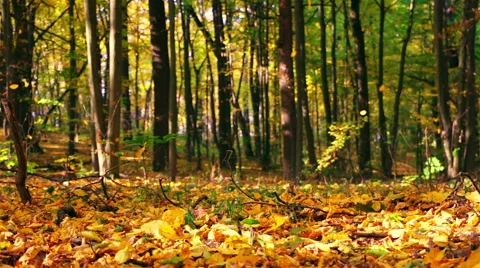 Autumn Leaf Fall in the Park. Seamless Loop Stock Footage 54765592