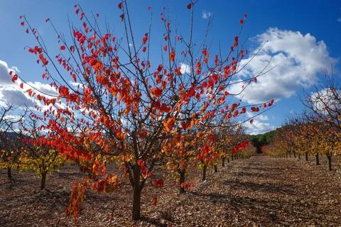 Autumn leaf fall Foto stock