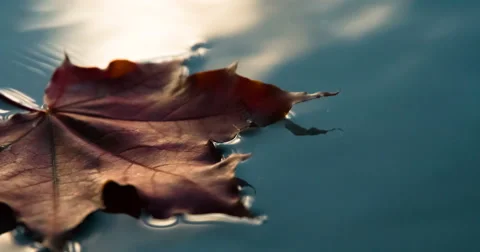 Autumn Leaf Fall in a Puddle 4K Stock Footage 68857270