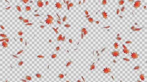 Autumn Leaf Fall (right direction) Stock Footage 67548759