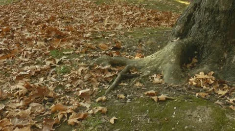Autumn leaf fall scene falling leaves Stock Footage
