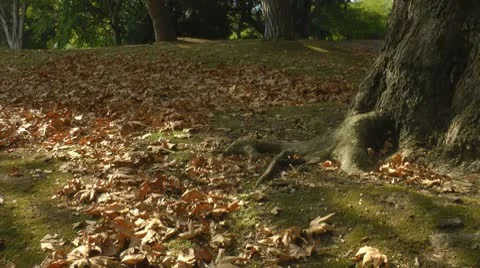 Autumn leaf fall scene Stock Footage 8960409