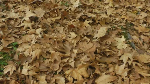 Autumn leaf fall scene Stock Footage 8960427